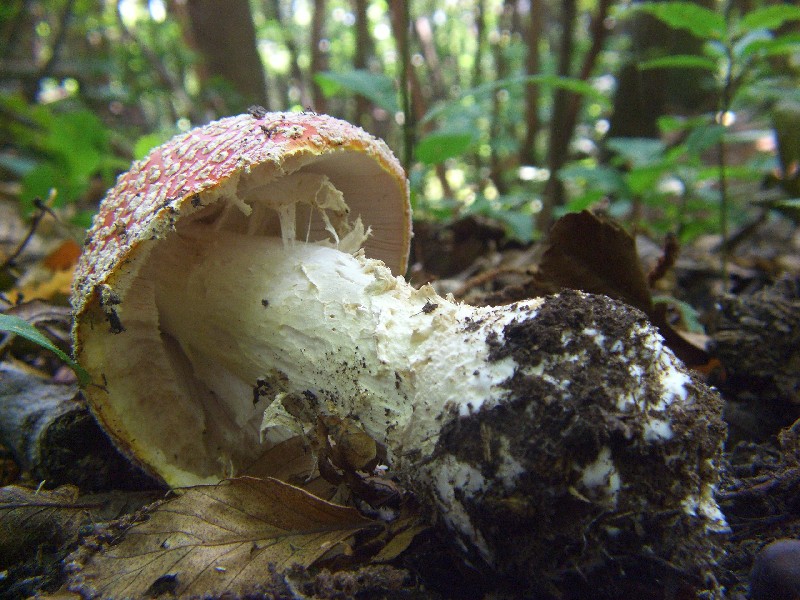 � sufficiente......